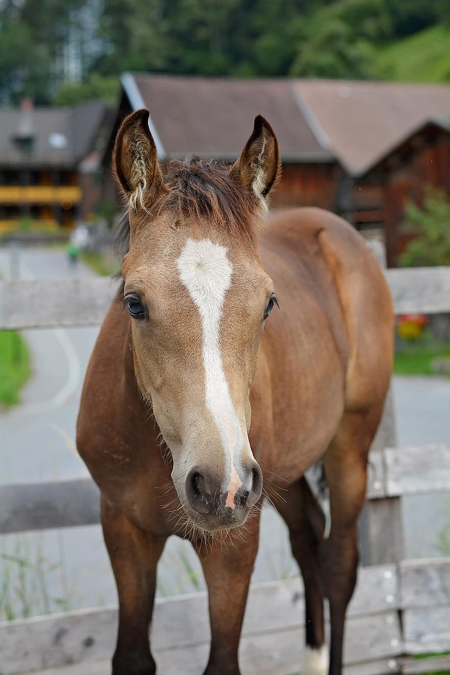 pony, cavallo, animale, Pony da equitazione tedesco, puledro, cavalla, equino, giovane animale, mammifero