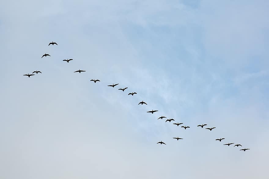 paukščių, skrydis, žąsys, laukinės gamtos, migracija, Kanada, bandos, pobūdį, migruoti, vandens paukščiai, dangus