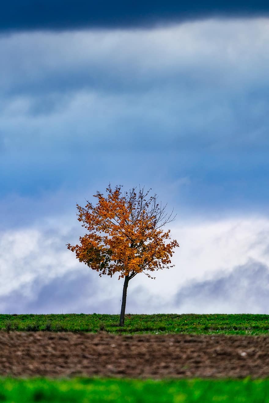 Baum, allein, Felder, Himmel, Horizont, Einsamkeit, einsam, Landschaft, Natur, Herbst, Wolken