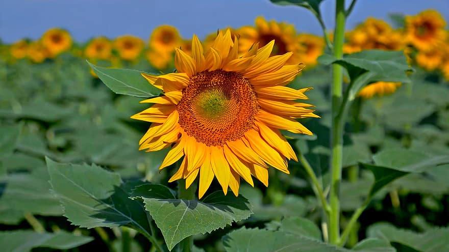 Sunflower, Flower, Plant, Helianthus, Yellow Flower, Petals, Bloom, Leaves, Garden, Nature