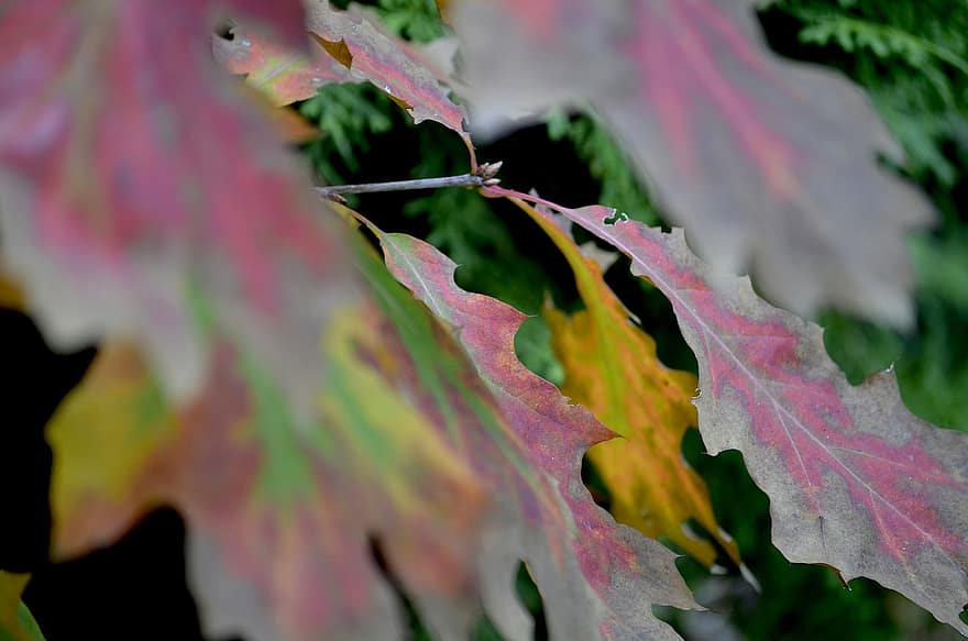 bladeren, herfst, eik, boom, gebladerte, vallen, seizoen, macro
