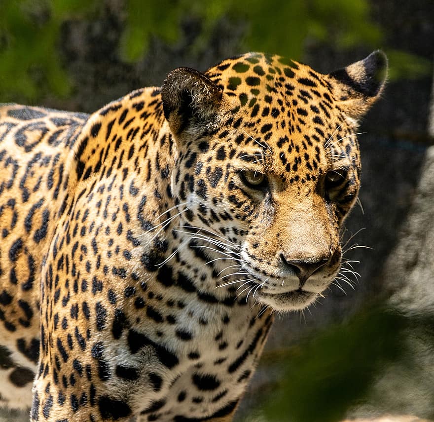 leopardo, animal, jardim zoológico, mamífero, gato grande, animal selvagem, animais selvagens, predadores, selvagem, perigoso, região selvagem
