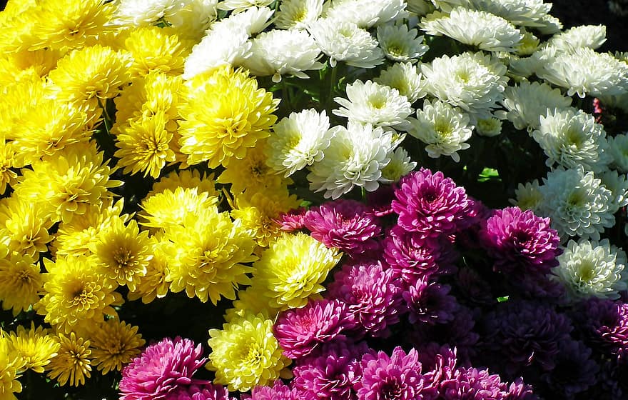цветы, хризантемы, букет, природа, сад, крупный план, завод, цветок, фоны, летом, разноцветный