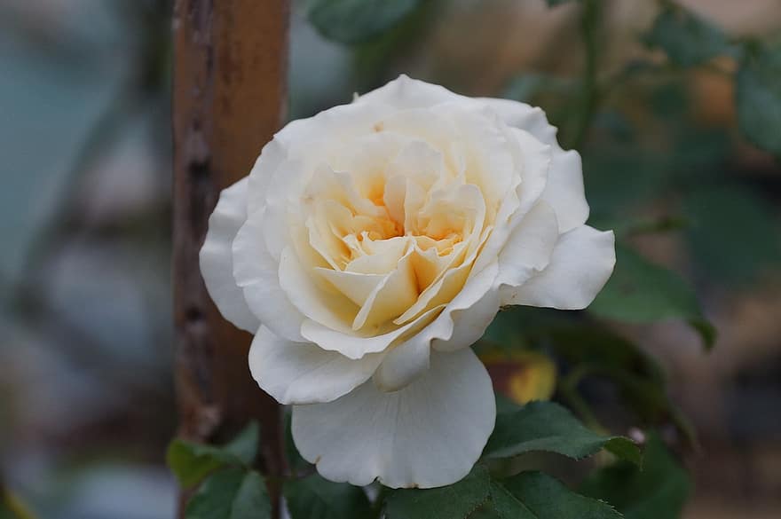 Trandafir, alb, floare, petale, Trandafir alb, floare albă, albe de petale, a inflori, inflori, floră, petale de trandafir