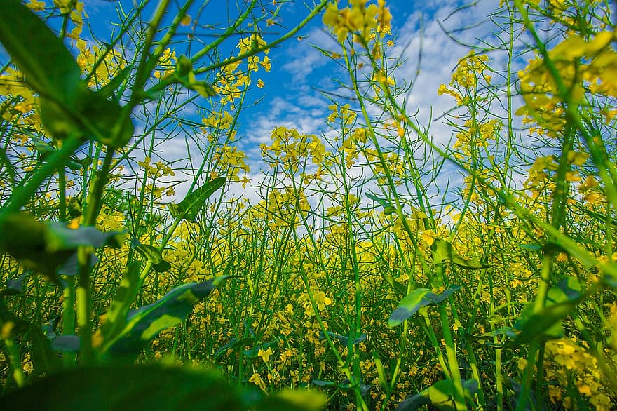 Yellow Flowers, Rapeseed Field, Oilseed Rape, Rape Field, Flowers, Field, Nature, Agriculture, Landscape, summer, green color