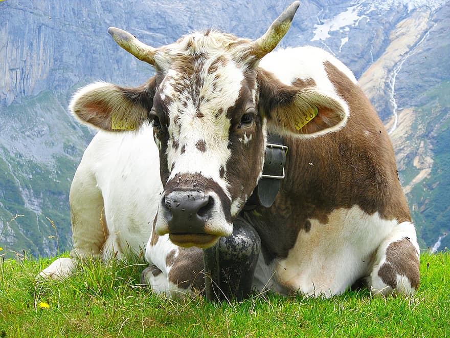 крава, животно, ливада, звънец, добитък, говеда, бозайник, поле, природа, лято