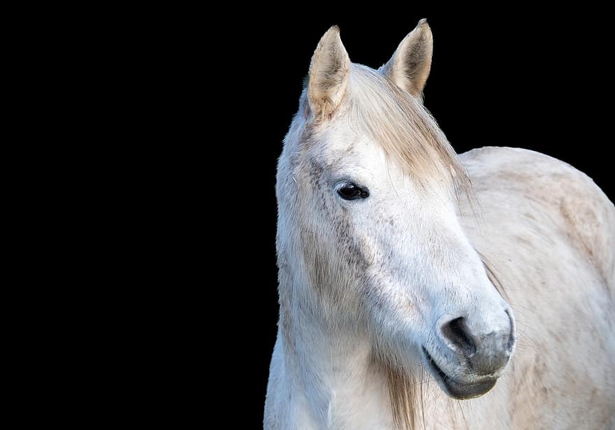 Horse, Animal, Mammal, White Horse, Equine, Farm Animal, Stallion, Mare, Mount, Farm, Ranch