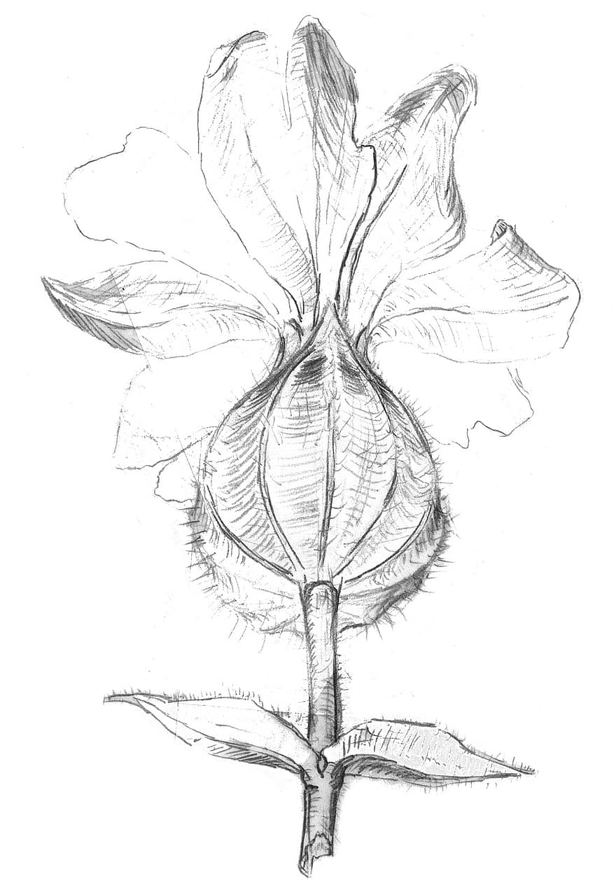 Flower, Blossom, Bloom, Plant, Nature, Pointed Flower, Sketch, Drawing, Pencil Drawing, Black And White