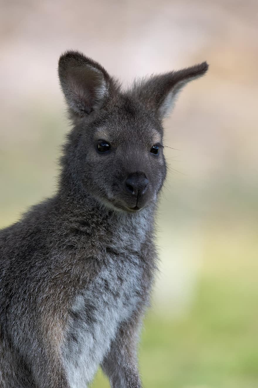 wallaby, Bennetts wallaby, vačnatec, savec, volně žijících živočichů, divoký, australský, Notamacropus Rufogriseus, makropod, grazer, tasmánský