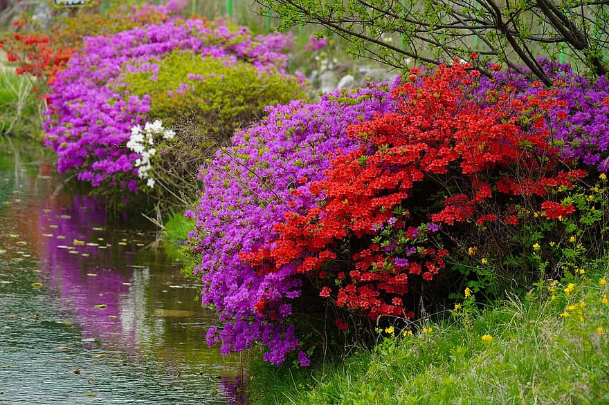 Çiçekler, açelya, nehir, kır çiçekleri, bahar, Bahar çiçekleri, Kore Cumhuriyeti, peyzaj, gölet, çiçek, bitki