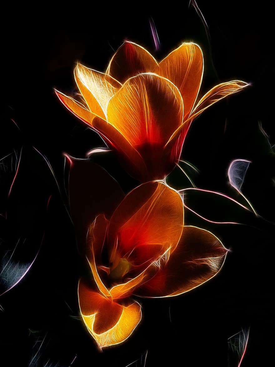 fractalius, tulipán, koupit manniana tulipán, stresa, květ, žlutá, Červené, oranžový, okvětní lístek, Příroda, rostlina