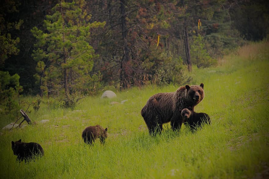 beruang coklat, beruang, anaknya, binatang, predator, berbahaya, mamalia, padang rumput, liar, alam, margasatwa