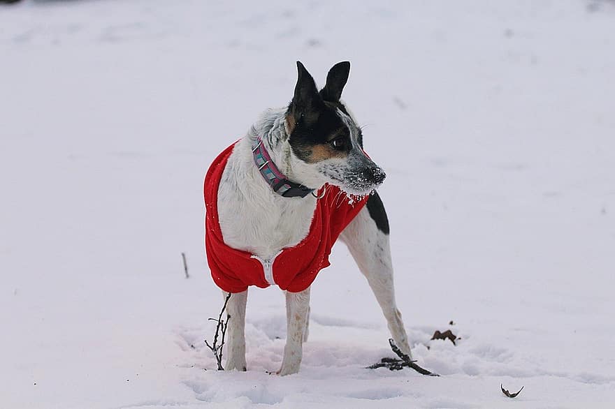 Rat Terrier, Dog, Winter, Snow, Animal, Pet