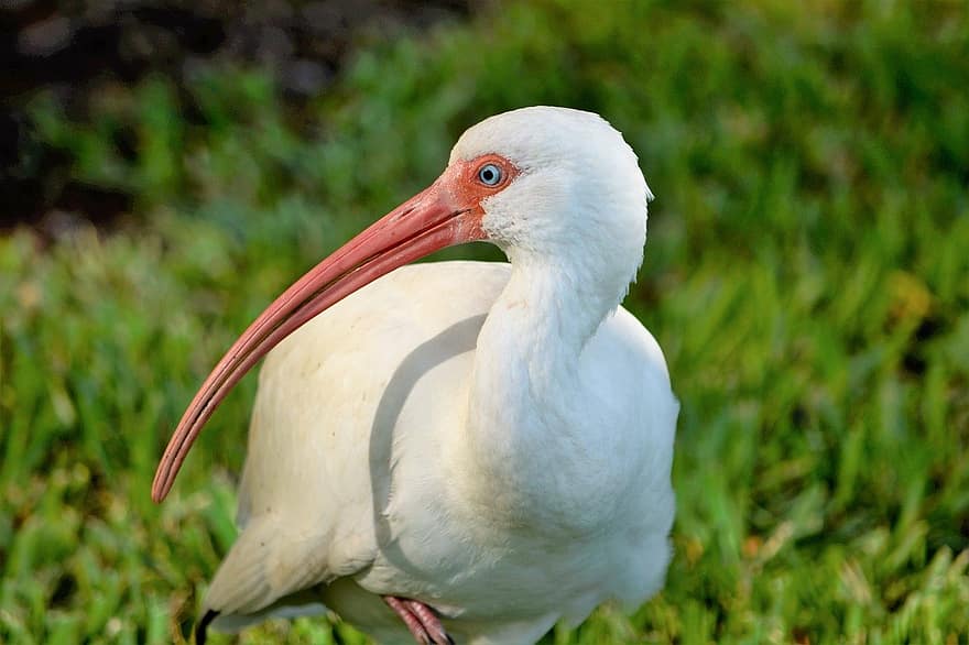 ibis, oiseau, animal, facture, oiseau de mer, long bec, échassier, la nature, faune, eau, le bec