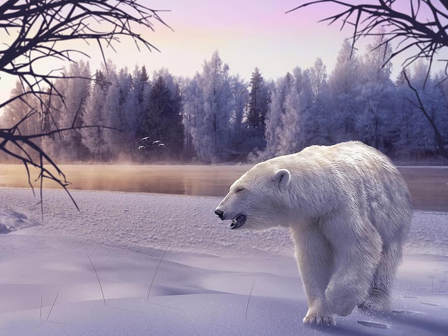 isbjørn, vinter, sne, natur, landskab, Skov