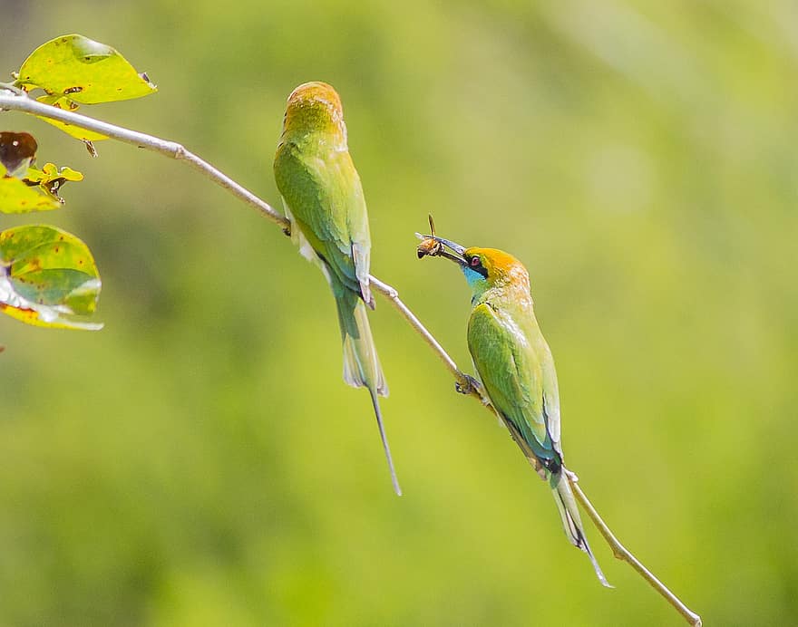 bee-eaters, fugler, perched, dyr, foraging, fjær, fjærdrakt, nebb, regning, fugletitting, ornitologi
