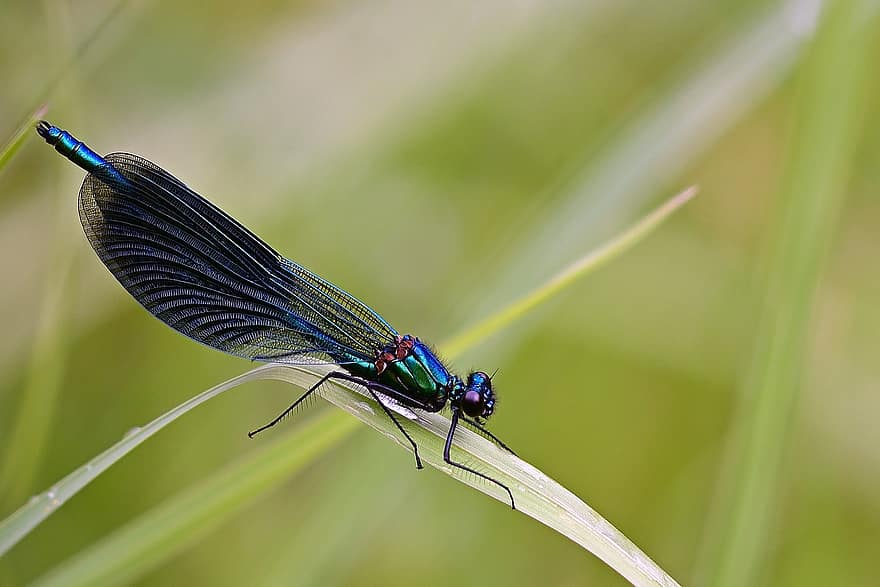 libélula, demoiselle, demoiselle azul-voado, fechar-se, inseto de vôo, lindo, elegante, fundo, azul, natureza, inseto