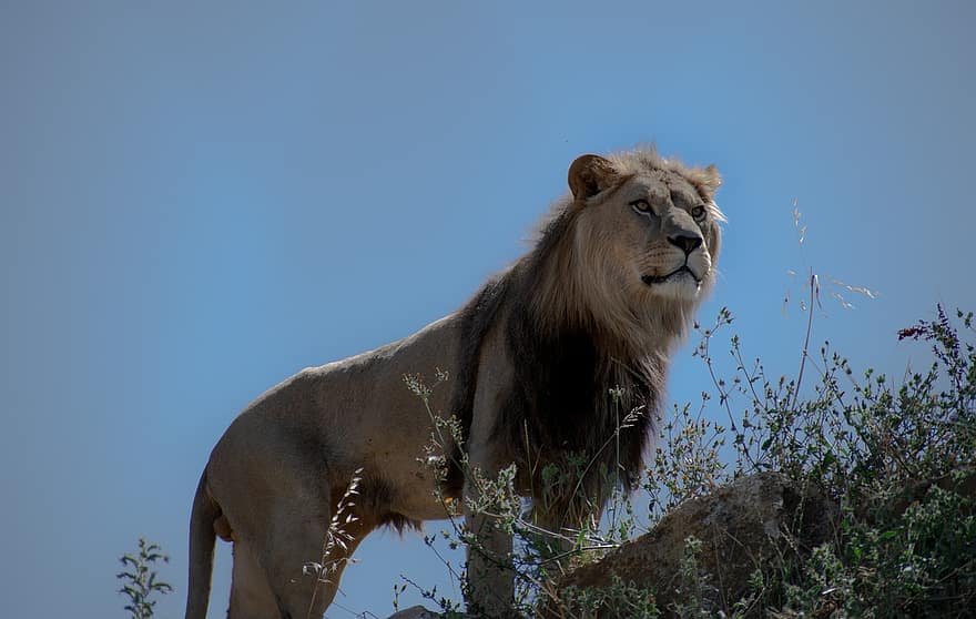 león, animal, melena, mamífero, depredador, fauna silvestre, safari, zoo, fotografía de vida silvestre, desierto, de cerca