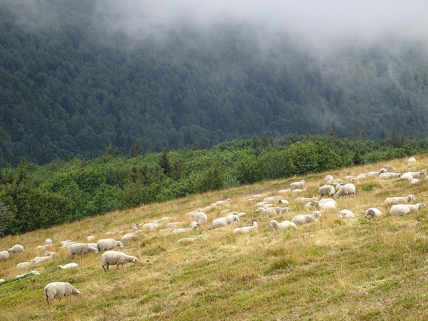 aitas, ganāmpulka, ganības, dzīvnieki, mājlopiem, zīdītājiem, kalns, pļavas, laukos, ainavu, raksturs