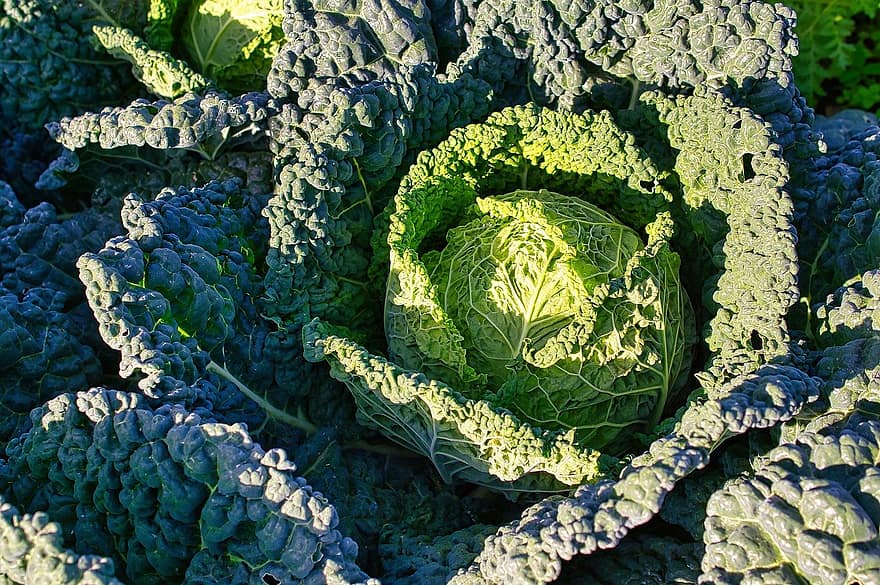 cabbage, food, costs, vegetable, leaf, freshness, agriculture, organic, healthy eating, vegetarian food, plant