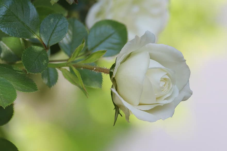 Hoa hồng, bông hoa, Hoa hồng trắng, hoa hồng nở, cánh hoa, cánh hoa hồng, hoa, hệ thực vật, cây, Lá cây, cận cảnh