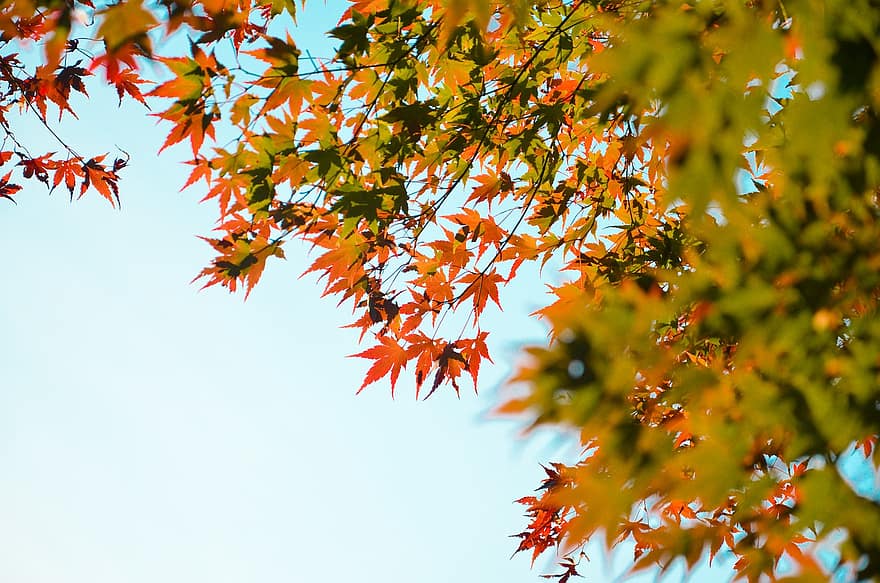 cây phong, mùa thu, lá, tán lá, lá mùa thu, tán lá mùa thu, Màu sắc mùa thu, rơi lá, lá rụng, Rơi màu, Thiên nhiên