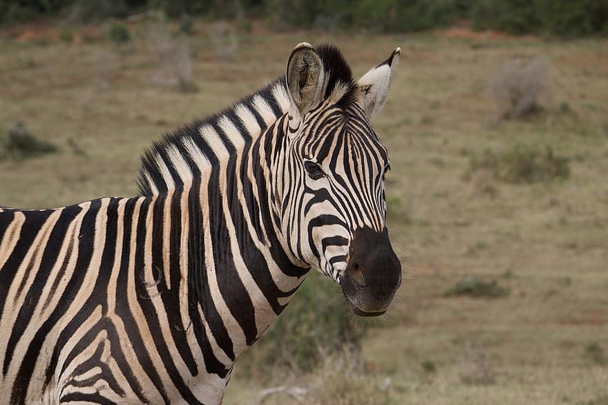 zebra, heste-, striber, vild, Afrika, safari, dyr, Zoo