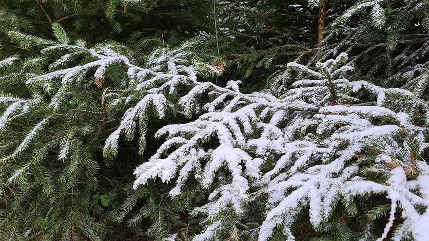 겨울, 나무, 가문비, 바늘, 전나무, 침엽수, 흰 서리, 눈이 내리는, 냉랭한, 싸늘한, 눈