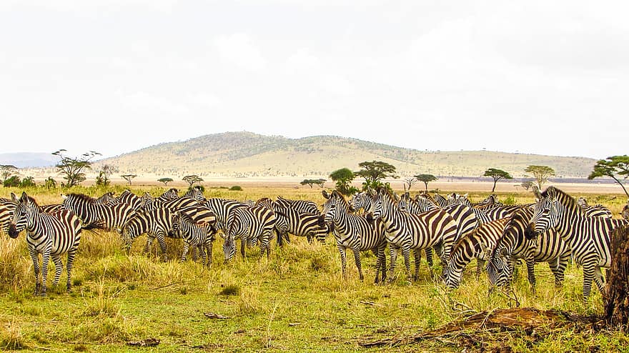 safari, zebraer, dyr, græsning, blænde, pattedyr, vilde dyr, dyreliv, fauna, ødemark, natur