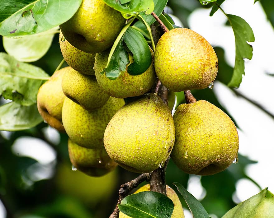 päron, färsk, frukt, mat, hälsosam, natur, trädgård, ljuv, grön, löv, träd