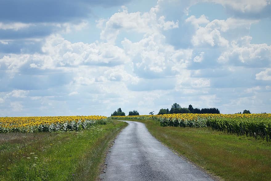 natura, rurale, sentiero, viaggio, esplorazione, campo, all'aperto, girasoli