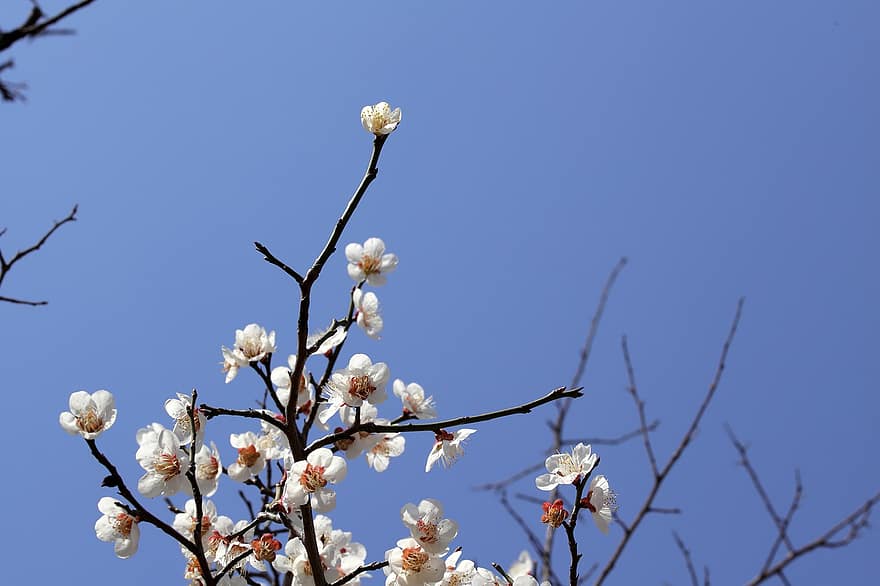 Spring, Flowers, Plum Blossom, Plum Tree, Bloom, Blossom, Botany, Growth, Petals