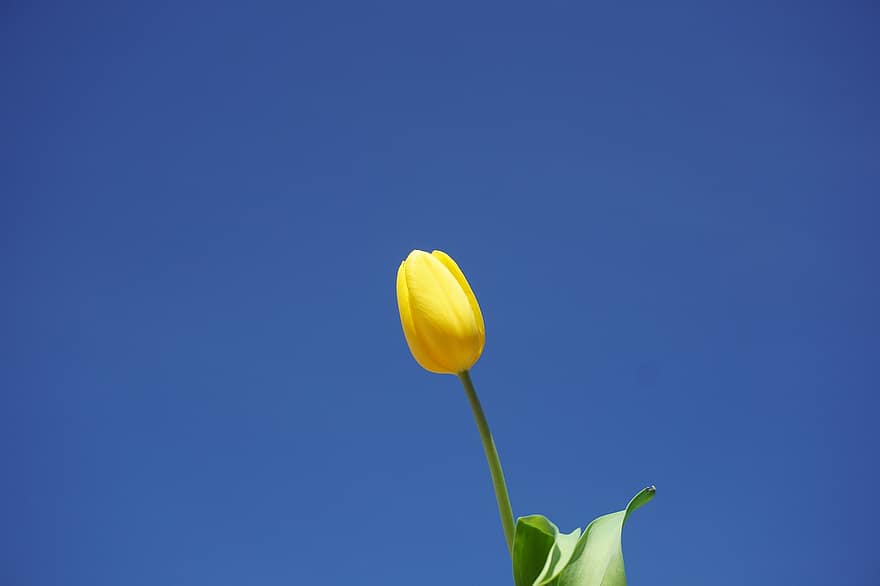 flor, tulipán, primavera, estacional, floración, naturaleza, crecer, botánica, vegetal, azul, amarillo