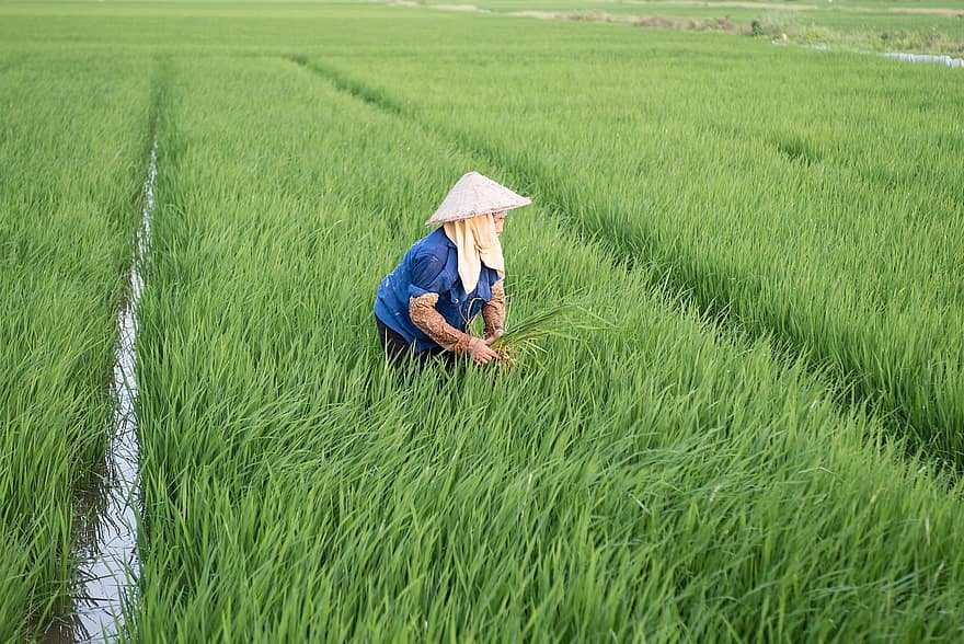 vrouw, Vietnam, Azië, rijst, boer, landbouw, rijstvelden