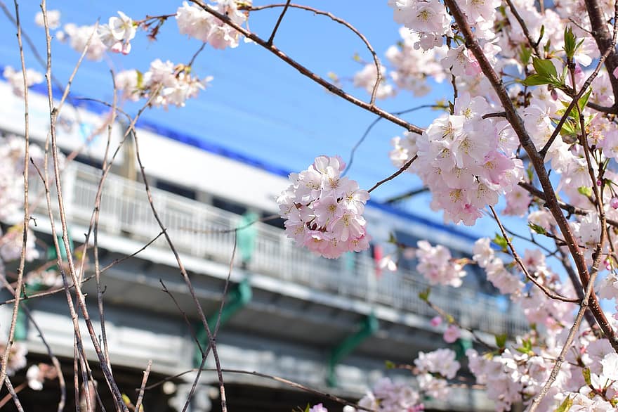 sakura, květiny, třešňové květy, bílé okvětní lístky, okvětní lístky, květ, flóra