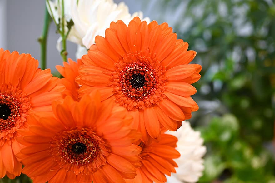 květ, gerbera, kytice, velikonoční, sedmikráska, oranžový, Příroda, detail, rostlina, letní, okvětní lístek