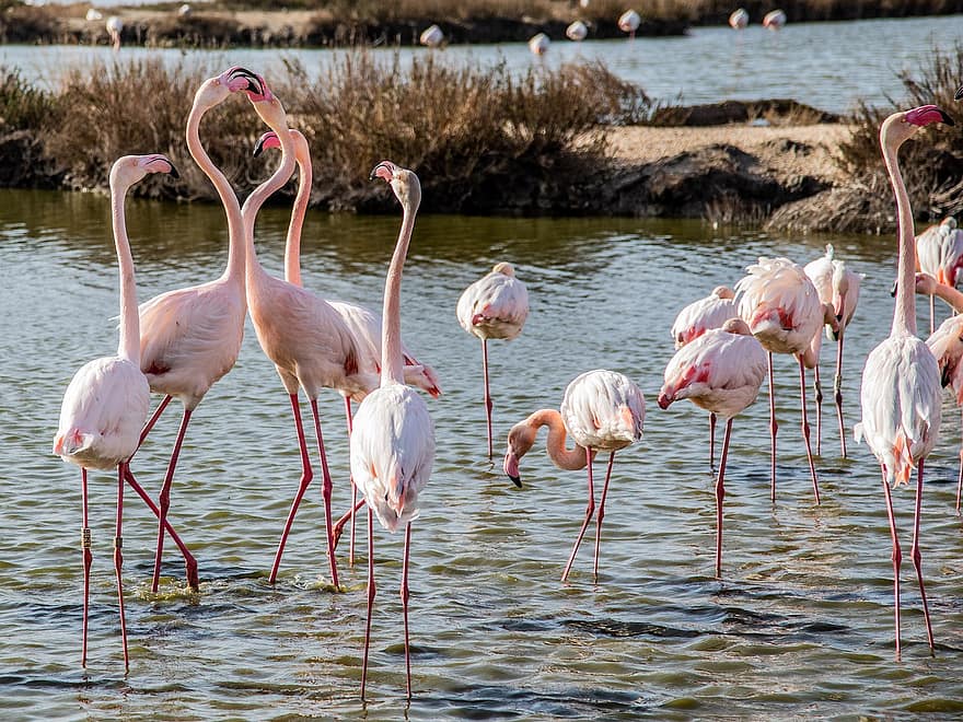 flamingo, burung-burung, paruh, bulu burung, bulu, fauna