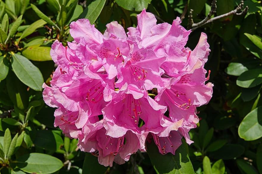 rododendron, bloemen, roze bloemen, bloeien, de lente, tuin-, detailopname, blad, fabriek, zomer, bloem