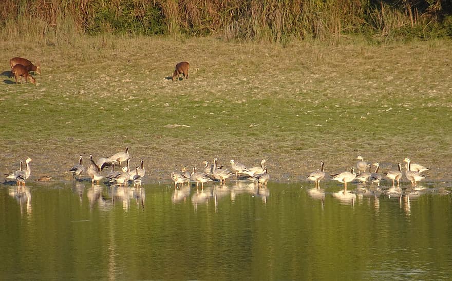 ganso, cabeza de barra, anser indicus, anátidas, pájaro, migratorio, rebaño, kaziranga, parque Nacional, Assam
