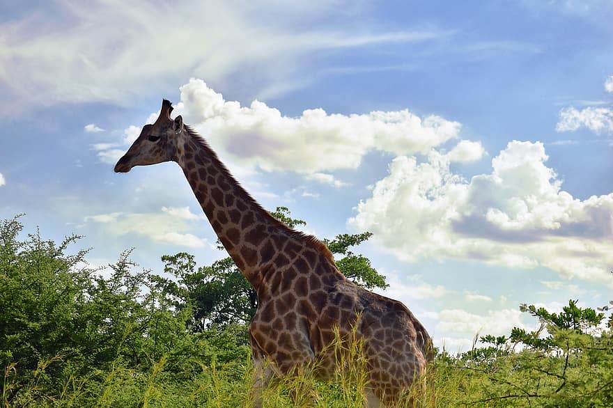 žirafa, zvíře, Příroda, volně žijících živočichů, savec, safari, dlouhé hrdlo, dlouhosrstý, Afrika, zvířata ve volné přírodě, savany