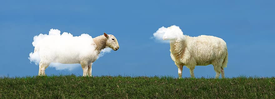 животные, овца, облака, шерсть, млекопитающее, вид