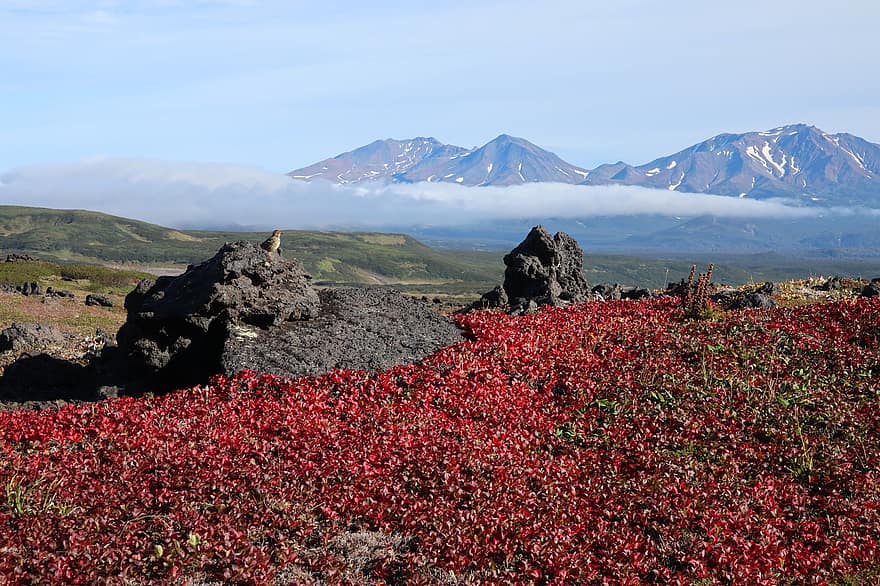 montagne, altopiano, prato, fiori selvatici, Kamchatka, Russia, natura