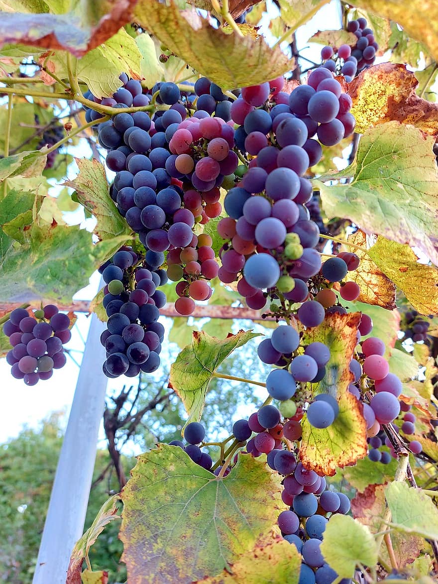 hrozny, ovoce, vinice, podzim, barvitý, Příroda