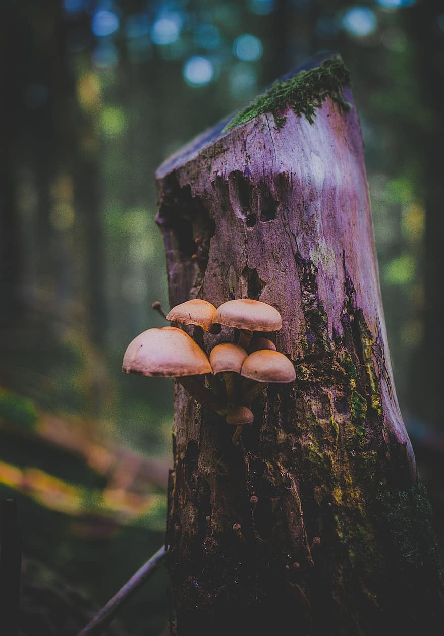 Mushrooms, Log, Forest, Forest Mushroom, Spore, Sponge, Wild Mushrooms, Mycology, Fall Season, Nature, Moss