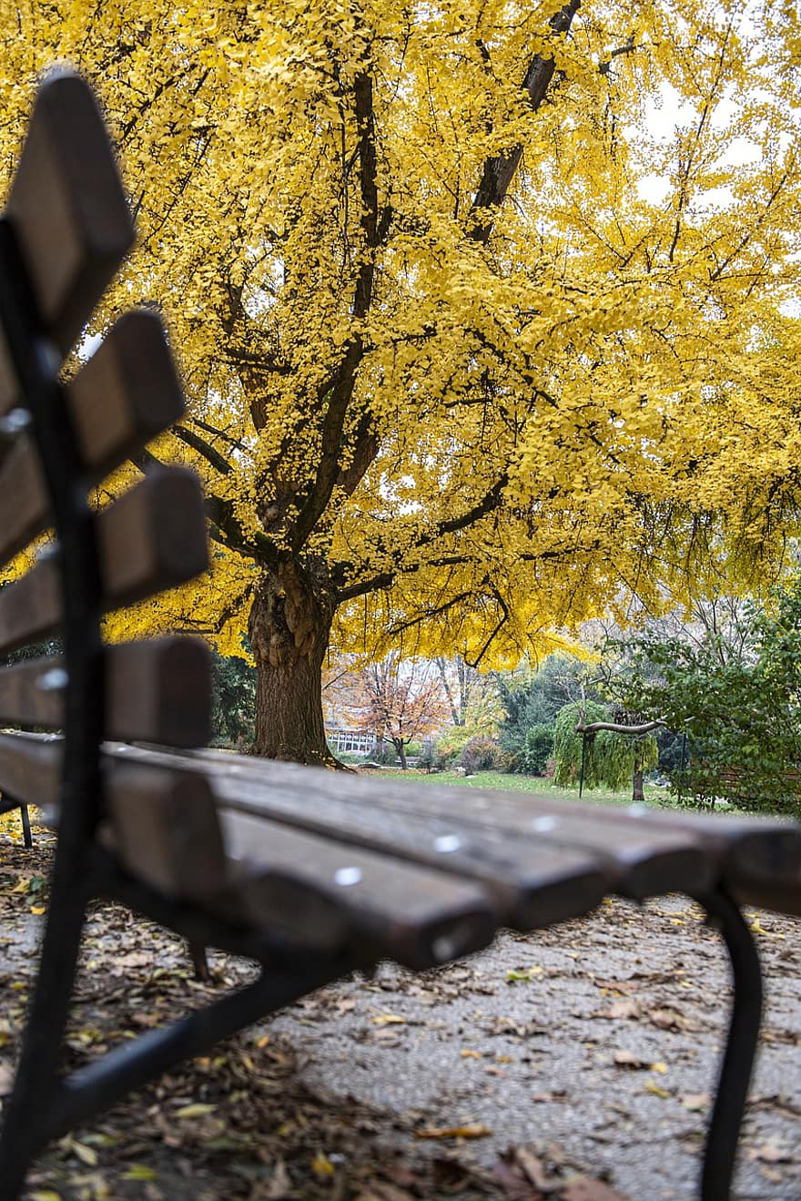 парк, скамейка, падать, осень, дерево, гинкго, гинкго билоба, на открытом воздухе, прогулка, Zagreb, желтый