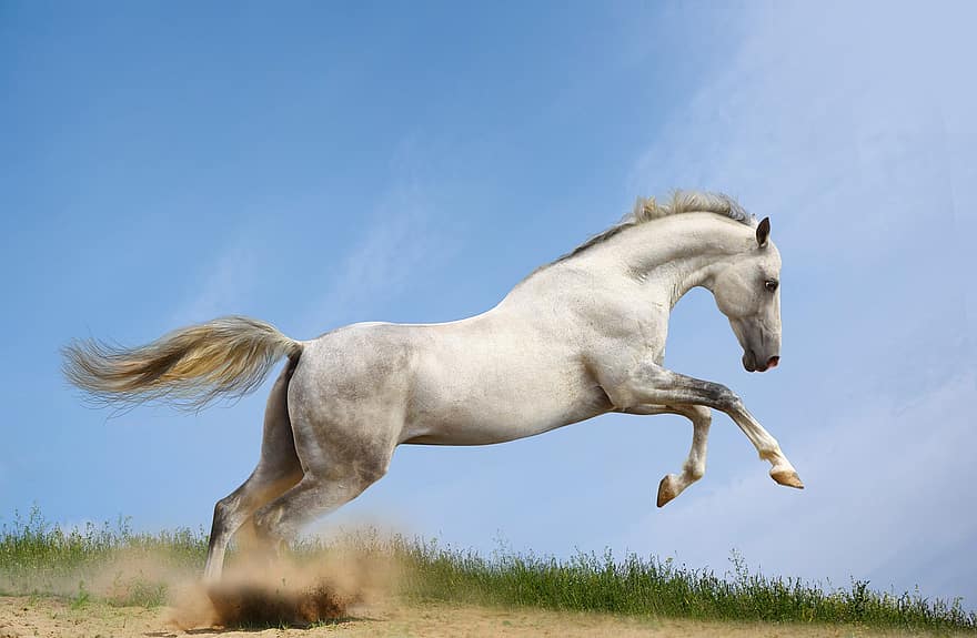 vit häst, djur