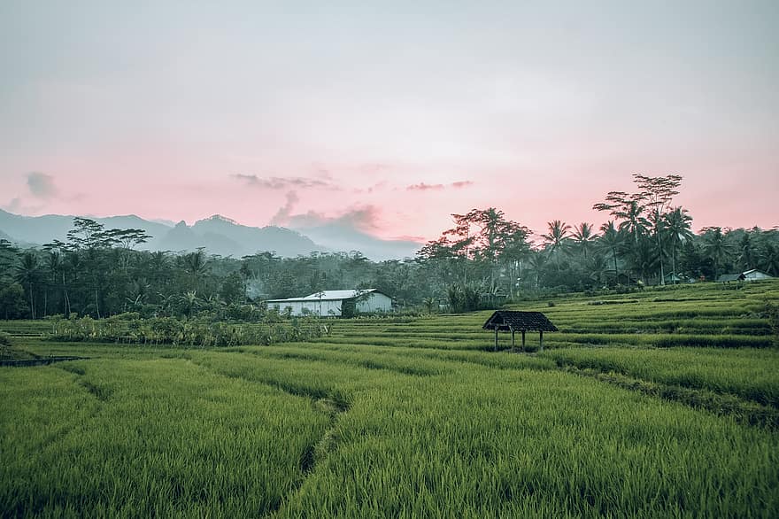 campo, naturaleza, paisaje, arrozal, campo de arroz