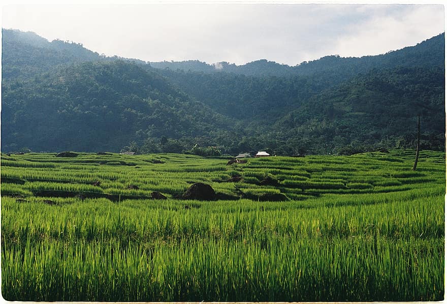 поле, сільське господарство, природи, сільський, ферми, будинок на ходулях, гірський, сільська сцена, зелений колір, краєвид, рисові рисові поля