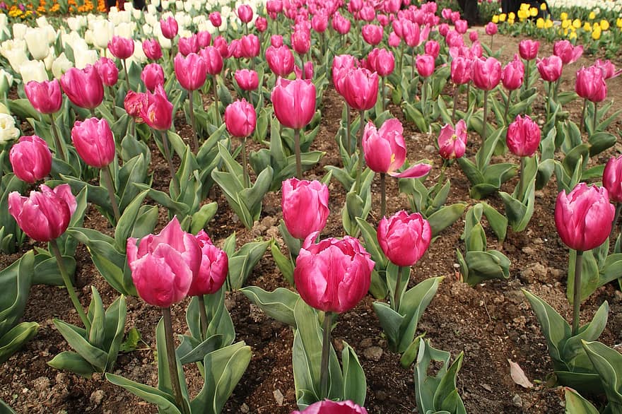 las flores, tulipán, primavera, estacional, floración, flor, jardín Botánico, planta, cabeza de flor, frescura, multi color