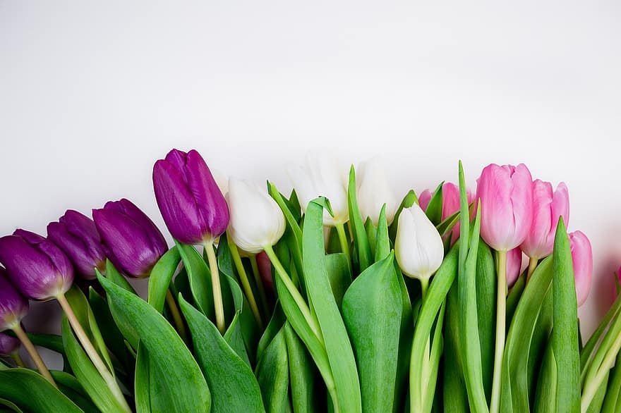las flores, tulipanes, primavera, estacional, floración, flor, botánica, pétalos